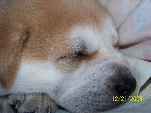 Es una mezcla de Siberian Husky con Chow Chow, pero es precioso, aqui solo tenia 2 meses!!!! Muy obediente, jugueton y excelente guardian!